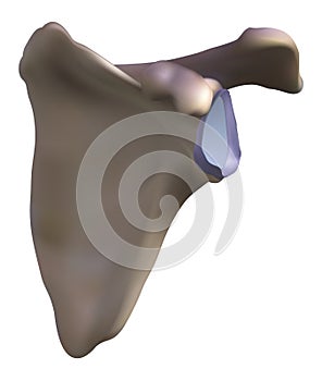 Scapula