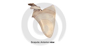 Scapula Anterior View