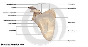 Scapula Anterior view photo