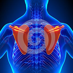 Scapula Bone Anatomy with Circulatory System