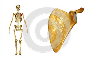 Scapula photo