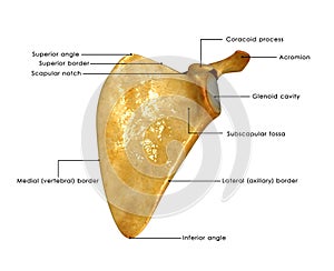 Scapula