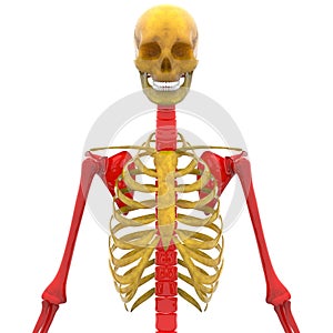 Scapula With Humerus,Radius,Ulna bone and Spinal cord