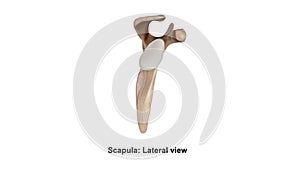 Scapula Lateral View