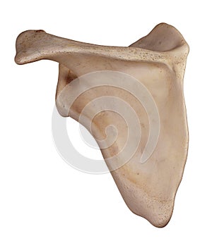 The scapula photo