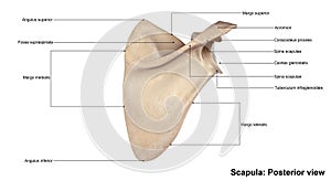 Scapula Posterior view