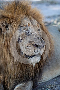 Scar faced male lion