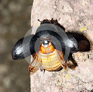 Scarab beatle