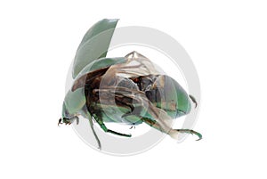 Scarab beetle