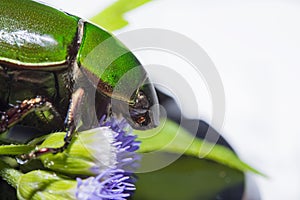 Scarab beetle or Anomala grandis green