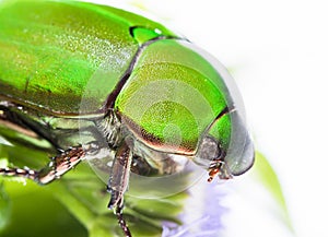 Scarab beetle or Anomala grandis green little bug insect