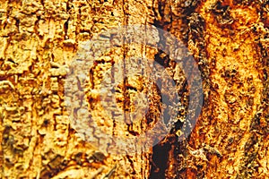 Scarab photo