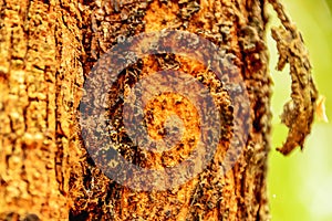 Scarab photo