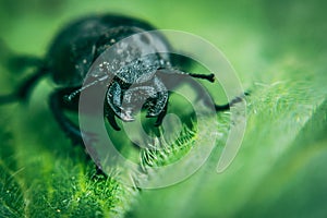 Scarab beetle on a background of green spring leaf