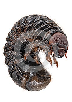 Scarab Beetle Grub Macrophotography