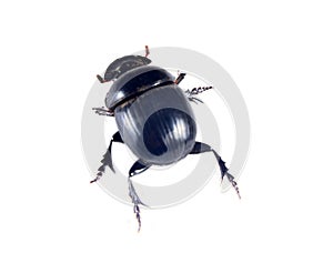 Scarab beetle isolated