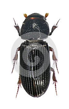 Scarab beetle isolated on a white