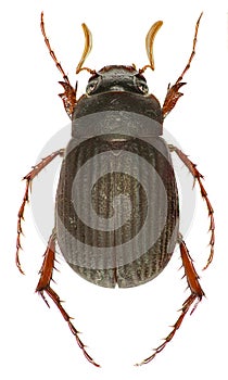 Scarab Beetle Maladera on white Background