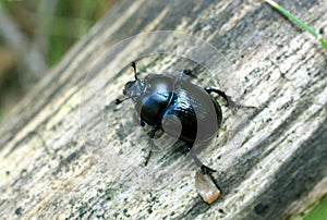 Scarab beetle in a natural habitat. Macro photo.