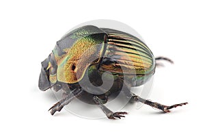 Scarab beetle (Phanaeus mexicanus) isolated on white background