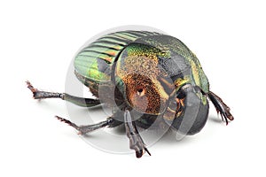Scarab beetle (Phanaeus mexicanus) isolated on white background
