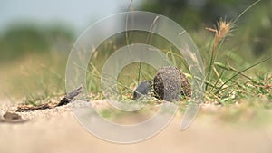 Scarab Beetle Rolling a Ball of Dung