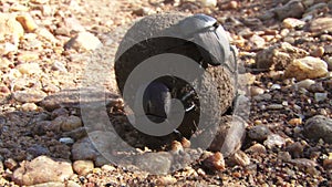 Scarab beetle rolling dung