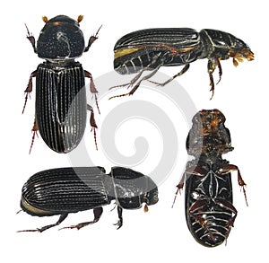 Scarab beetle Scarabaeidae; Coleoptera