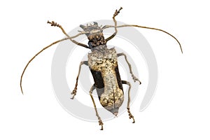 Scarab beetle Scarabaeidae, male, isolated on a white background