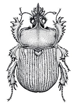 Scarab beetle tattoo. Dot work tattoo. Insect. Symbol of eternal life, resurrection, revival