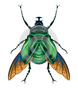 Scarab beetle top view, vector isolated animal