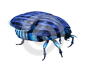 Scarab Bug