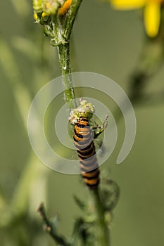 Scarab caterpillar crawls on poisonous plant