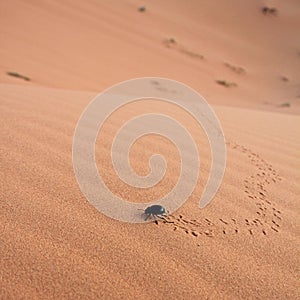 Scarab in desert