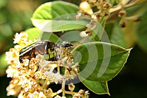 Scarab on a flower