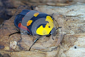 Scarab fruit beetle, Pachnoda iskuulka (Scarabaeidae). A beautiful beetle in terrariums.
