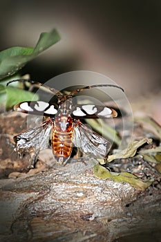 The Scarab that is going to fly.