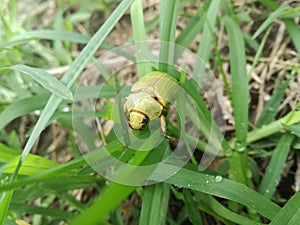 Scarab on the grass - 2 photo