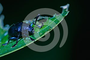 Scarab,insect,blue scarab beetle on leaf.