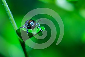 Scarab,insect,bug,Leaf insects.