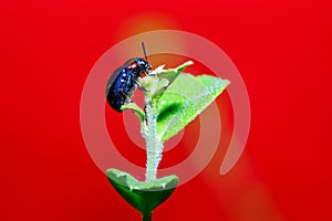 Scarab,insect,bug,Leaf insects.