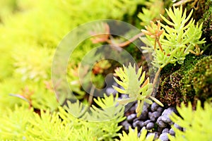 Succulent plants - Sedum lineare 3 photo