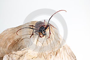The scarab perched on the wood.