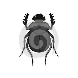 Scarab, top view of crawly black dung beetle, Scarabaeus ambiguus bug