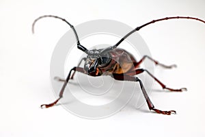 The scarab with white background.