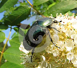 Scarabaeidae beetle Cetonia Aurata feeding on white blossom of a tree