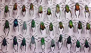 Scarabaeoidea is a superfamily of beetles