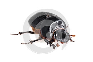 The Scarabaeus - Dung beetle isolated on a white