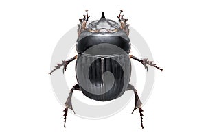 The Scarabaeus - Dung beetle isolated on a white