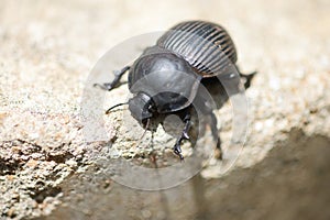 Scarabaeus, dung beetle species in Kruger National Park, South Africa